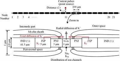 Simulation Study of Intermittent Axonal Block and Desynchronization Effect Induced by High-Frequency Stimulation of Electrical Pulses
